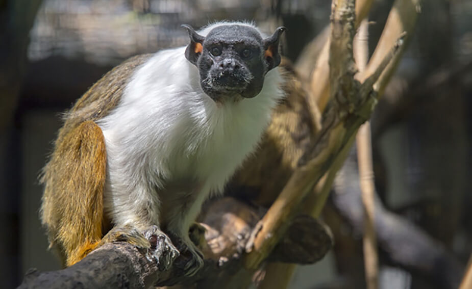 Pied Tamarin