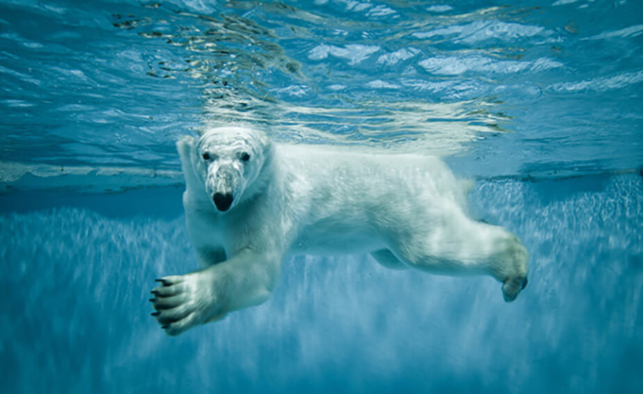 Polar Bear