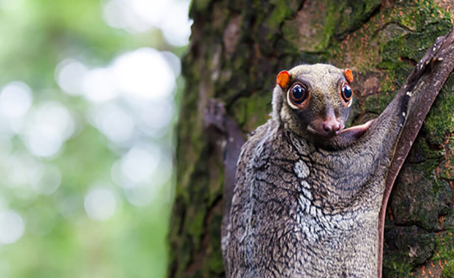 Sunda Colugo