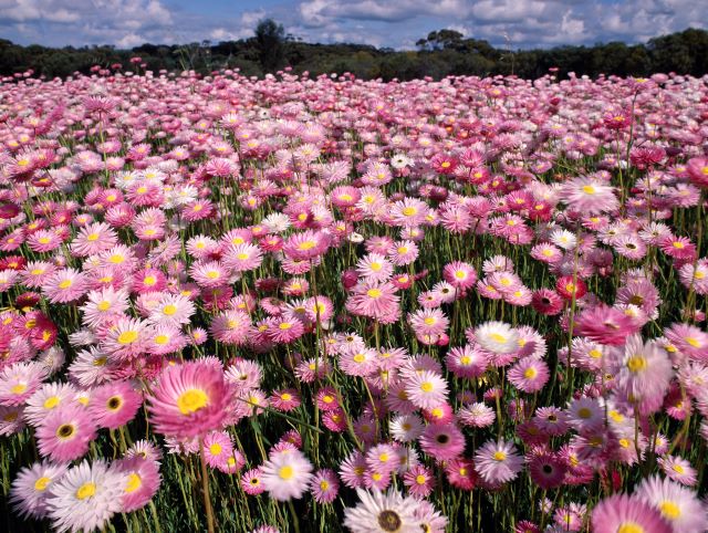 western australia wildflowers